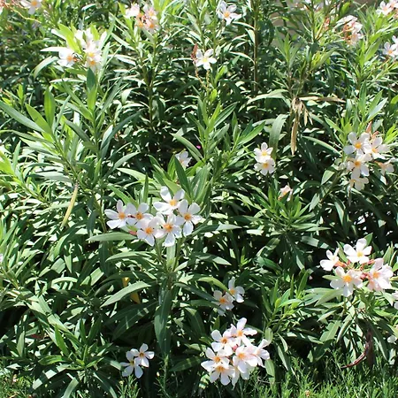 St.george's Country Retreat Case de vacanță *