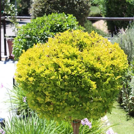 Casa vacanze St.george's Country Retreat Limisso